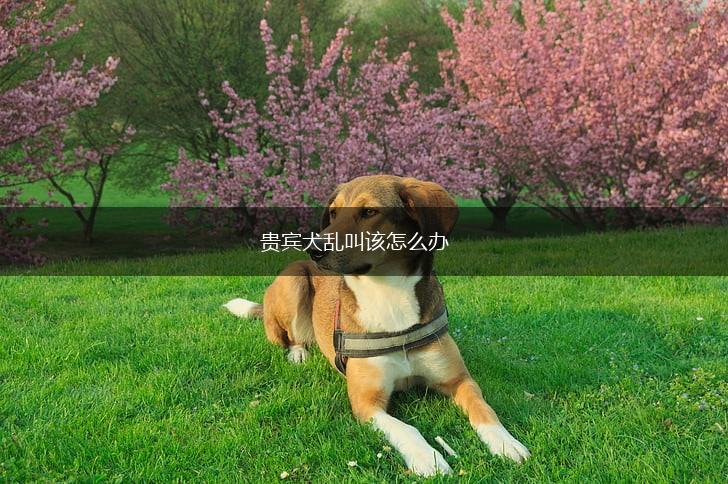 贵宾犬乱叫该怎么办,第1张