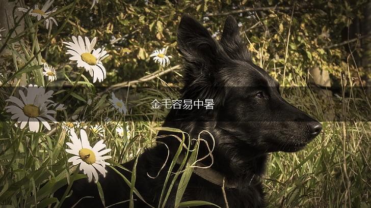 金毛容易中暑,第1张