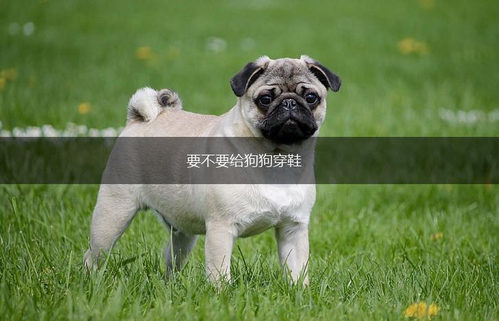 要不要给狗狗穿鞋,第1张