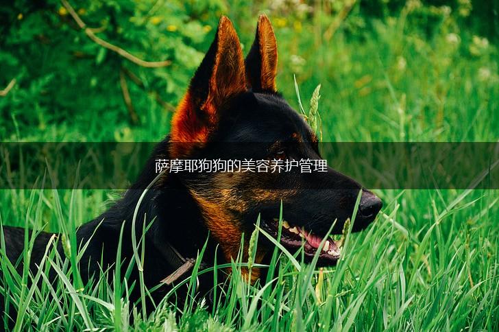 萨摩耶狗狗的美容养护管理,第1张 萨摩耶狗狗的美容养护管理,第1张