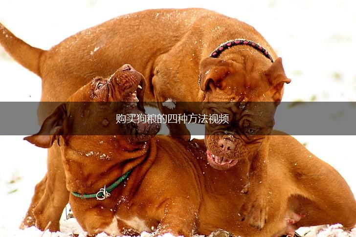 购买狗粮的四种方法视频,第1张