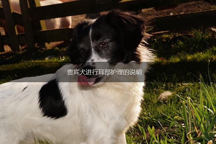 贵宾犬进行耳部护理的说明,第1张