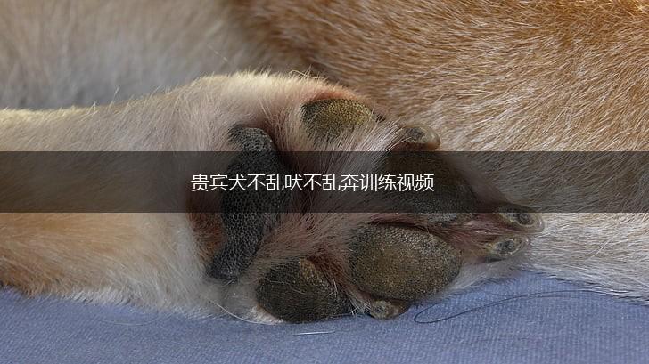 贵宾犬不乱吠不乱奔训练视频,第1张
