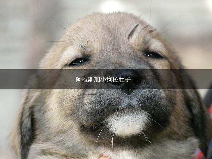 阿拉斯加小狗拉肚子,第1张