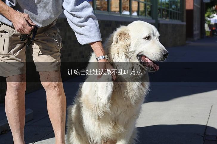 训练吉娃娃洗澡不乱叫方法,第1张