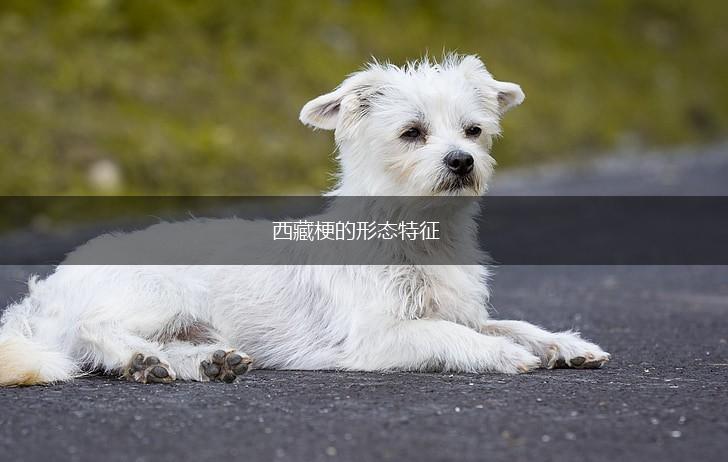 西藏梗的形态特征,第1张 西藏梗的形态特征,第1张