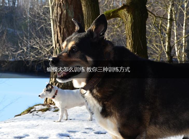 蝴蝶犬怎么训练 教你三种训练方式,第1张 蝴蝶犬怎么训练 教你三种训练方式,第1张