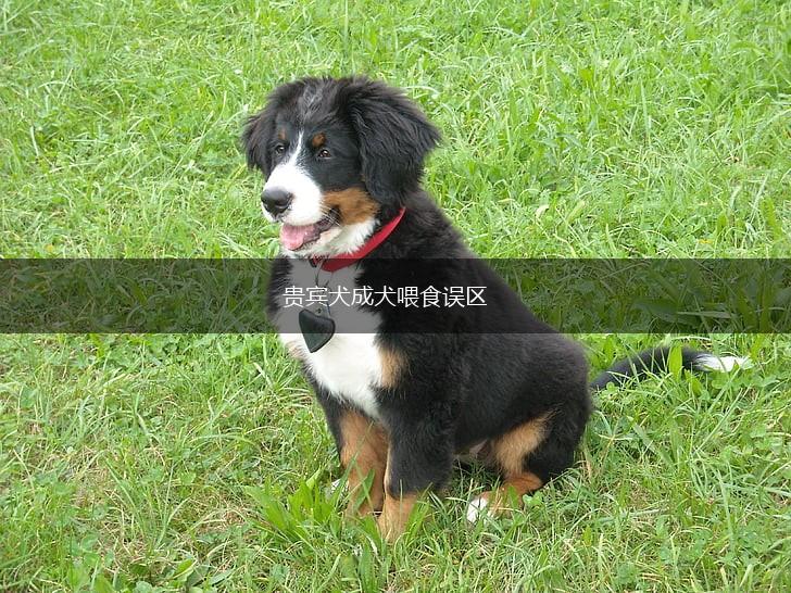 贵宾犬成犬喂食误区,第1张
