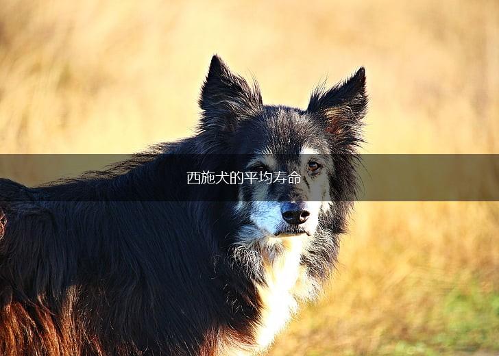 西施犬的平均寿命,第1张 西施犬的平均寿命,第1张