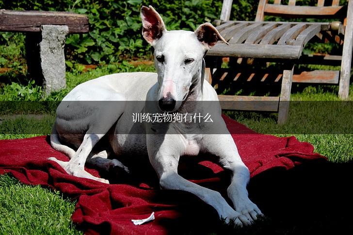 训练宠物狗有什么,第1张