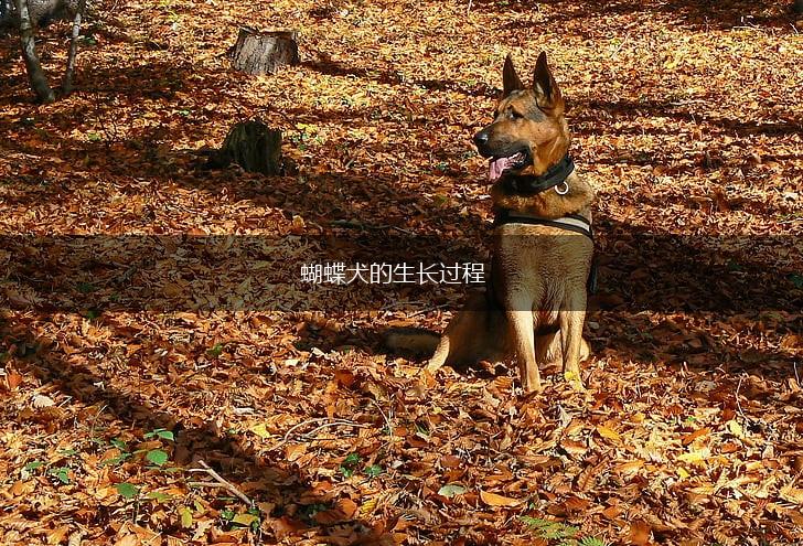 蝴蝶犬的生长过程,第1张