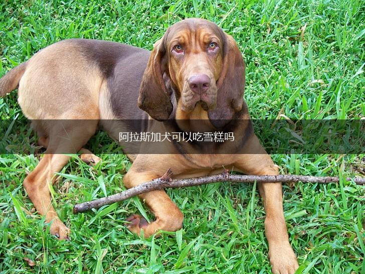 阿拉斯加犬可以吃雪糕吗,第1张