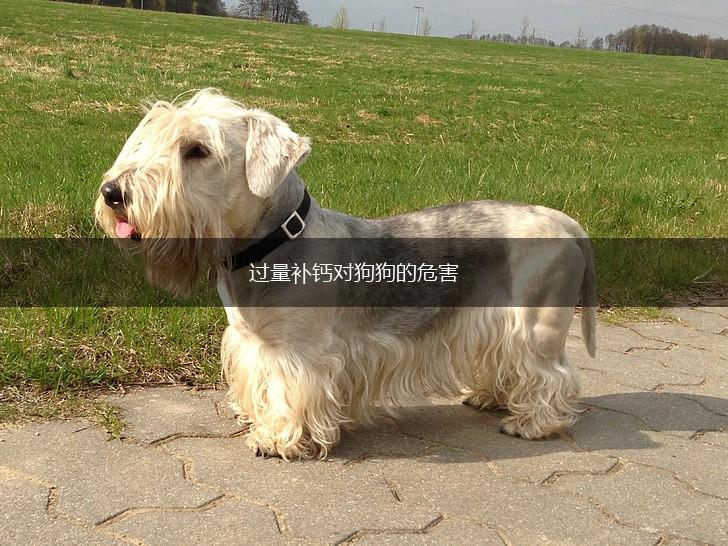 过量补钙对狗狗的危害,第1张