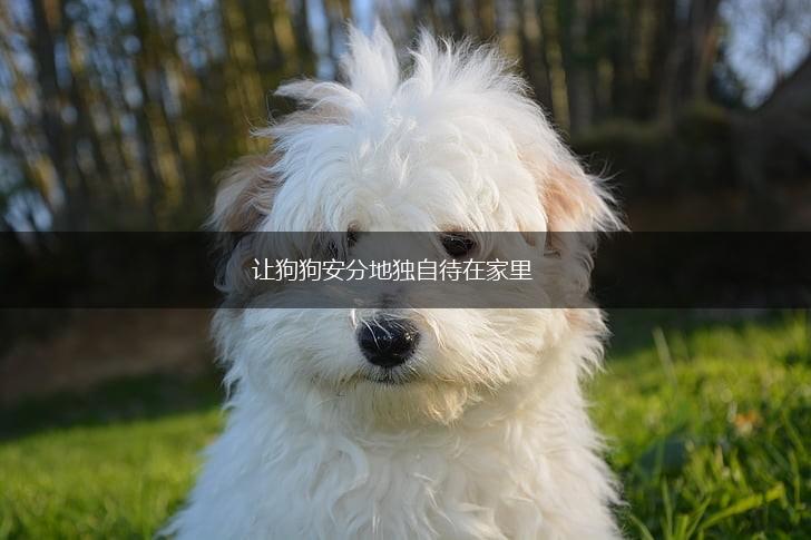 让狗狗安分地独自待在家里,第1张