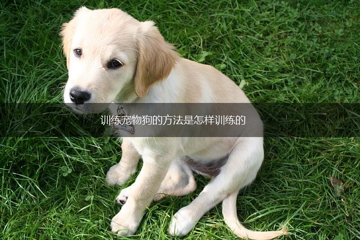 训练宠物狗的方法是怎样训练的,第1张