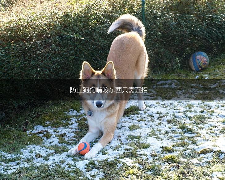 防止狗狗啃咬东西只需五招,第1张