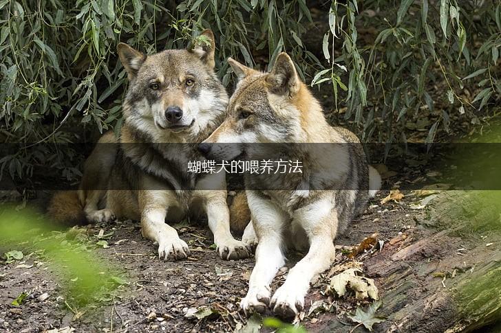 蝴蝶犬的喂养方法,第1张