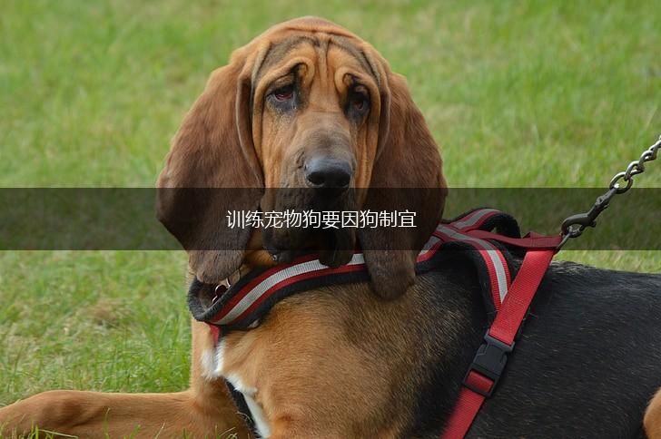 训练宠物狗要因狗制宜,第1张 训练宠物狗要因狗制宜,第1张