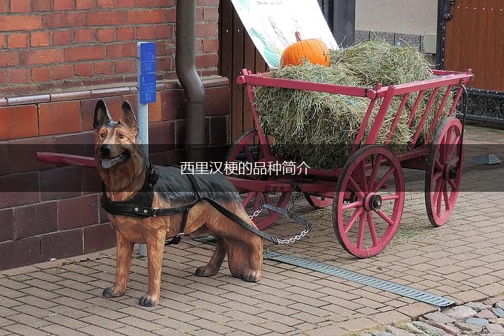 西里汉梗的品种简介,第1张