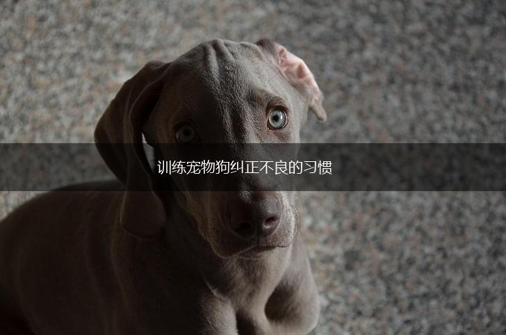 训练宠物狗纠正不良的习惯,第1张