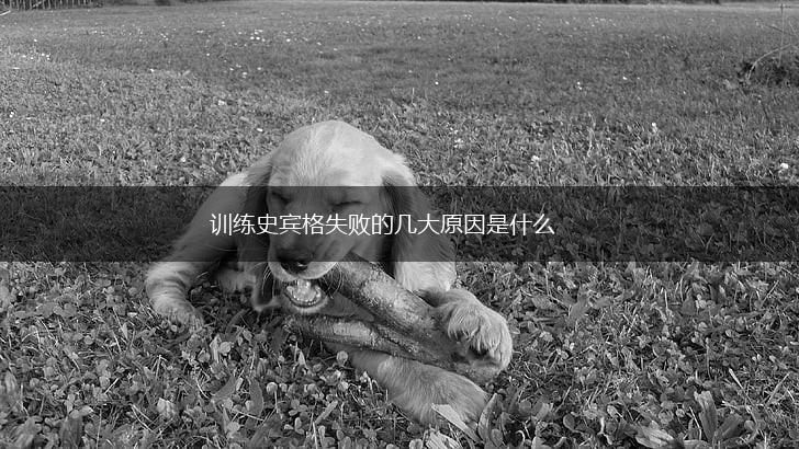 训练史宾格失败的几大原因是什么,第1张