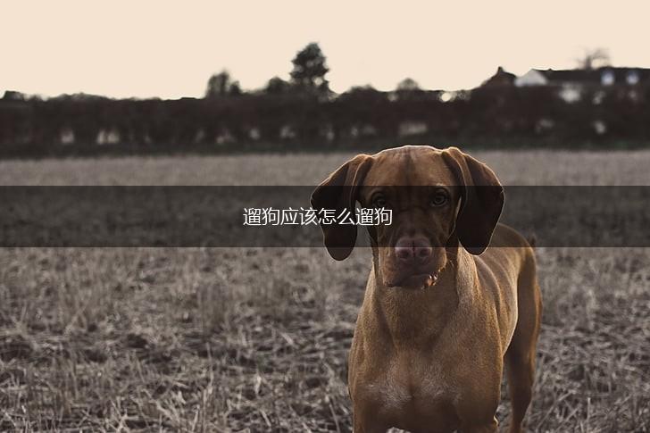 遛狗应该怎么遛狗,第1张