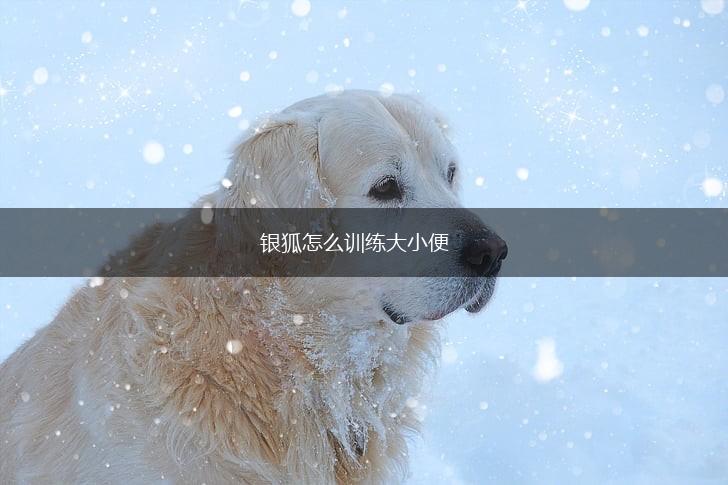 银狐怎么训练大小便,第1张