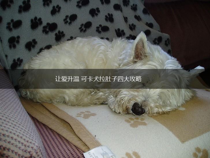 让爱升温 可卡犬拉肚子四大攻略,第1张