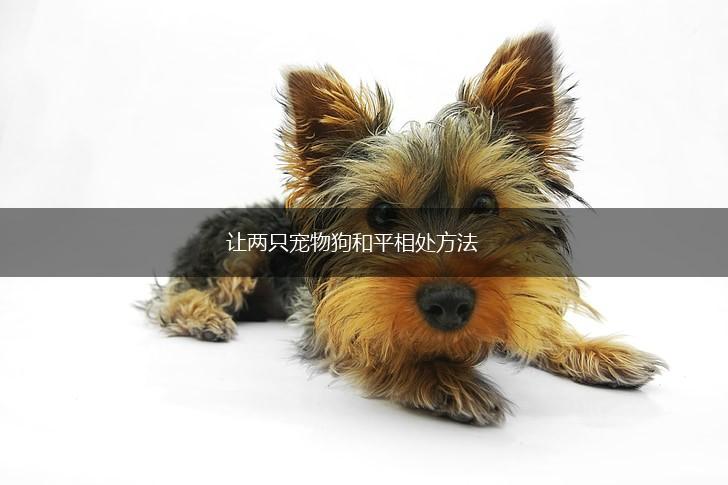 让两只宠物狗和平相处方法,第1张
