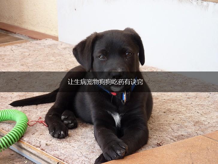 让生病宠物狗狗吃药有诀窍,第1张