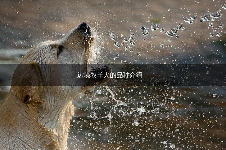边境牧羊犬的品种介绍,第1张
