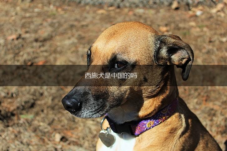 西施犬是中国的吗,第1张