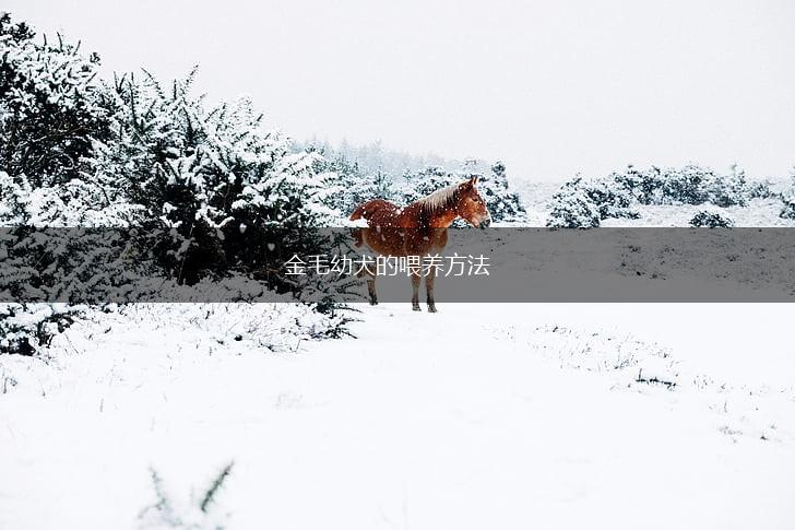 金毛幼犬的喂养方法,第1张