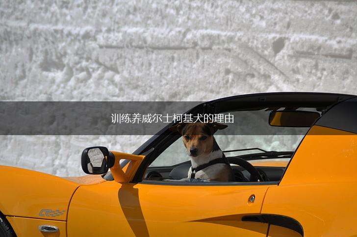 训练养威尔士柯基犬的理由,第1张