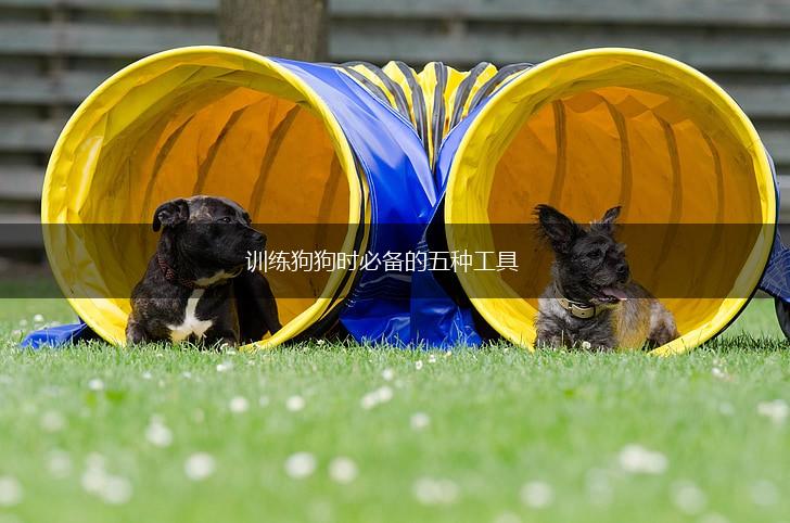 训练狗狗时必备的五种工具,第1张