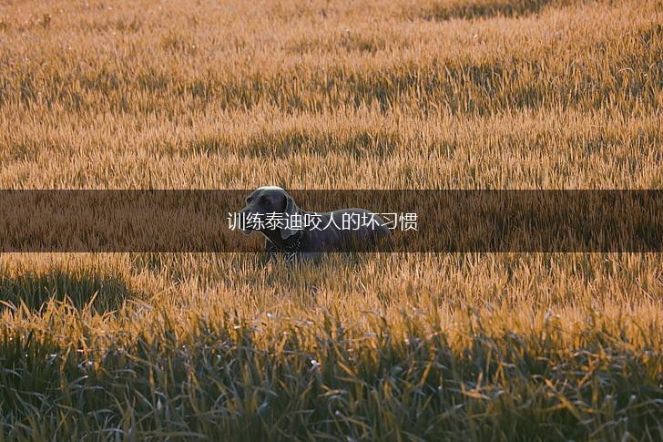 训练泰迪咬人的坏习惯,第1张