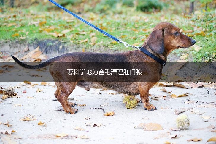 要科学地为金毛清理肛门腺,第1张