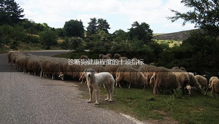 诊断狗健康程度的十项指标,第1张