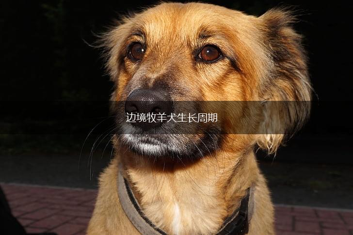 边境牧羊犬生长周期,第1张 边境牧羊犬生长周期,第1张