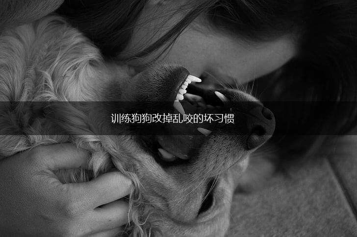 训练狗狗改掉乱咬的坏习惯,第1张