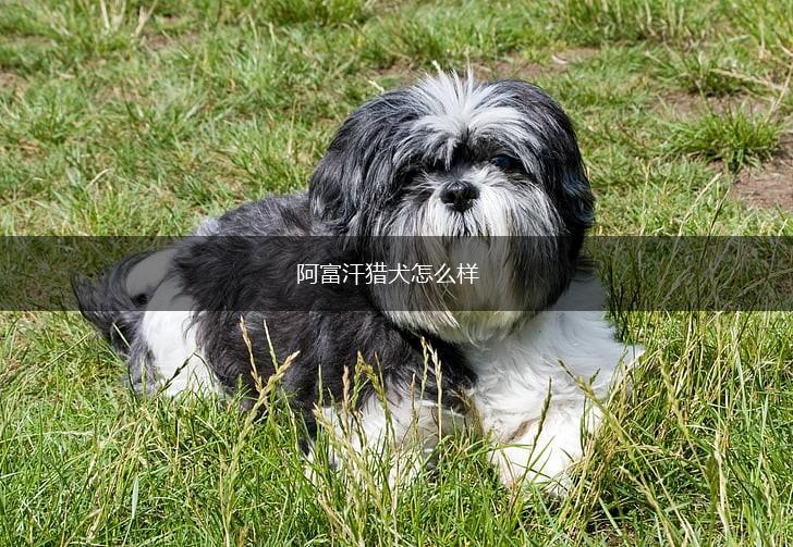 阿富汗猎犬怎么样,第1张