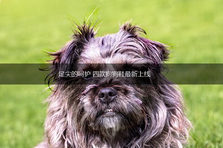 足尖的呵护 四款狗狗鞋最新上线,第1张