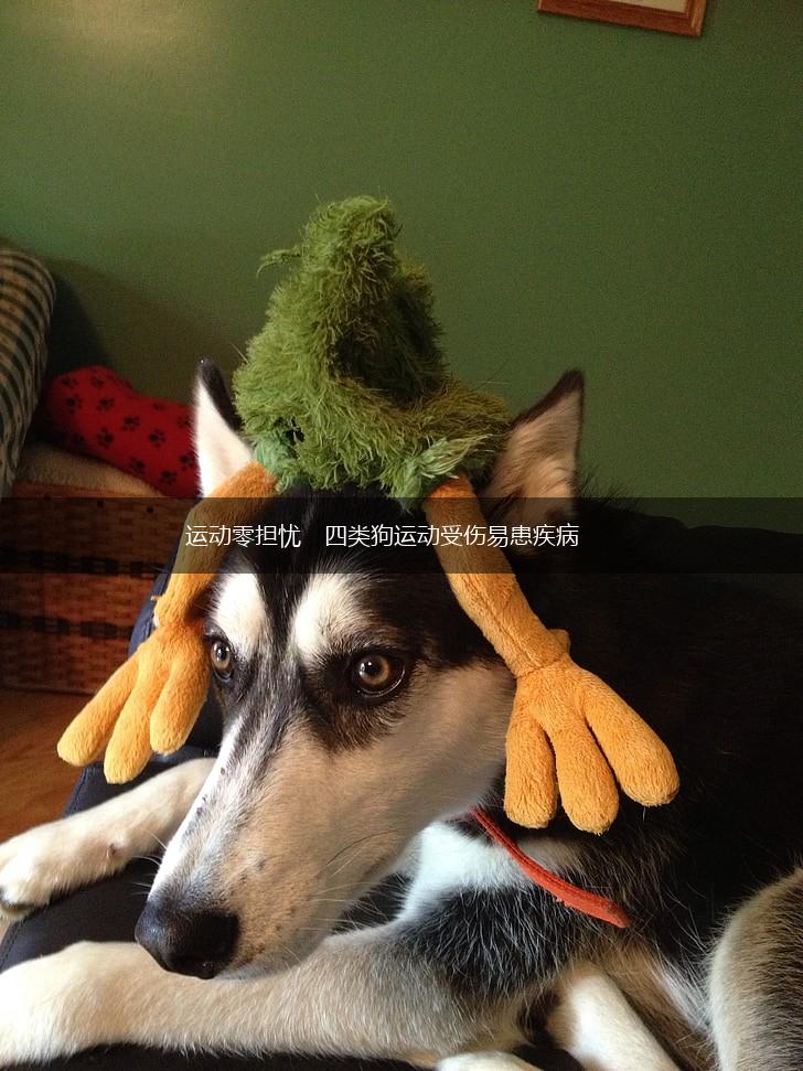 运动零担忧　四类狗运动受伤易患疾病,第1张