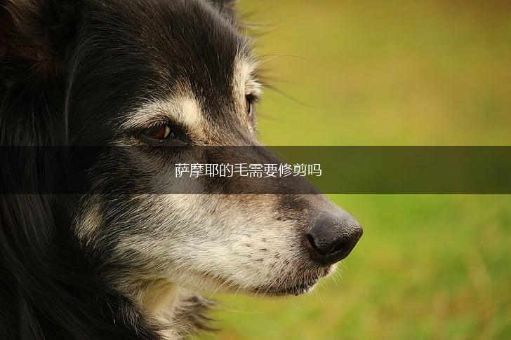 萨摩耶的毛需要修剪吗,第1张 萨摩耶的毛需要修剪吗,第1张