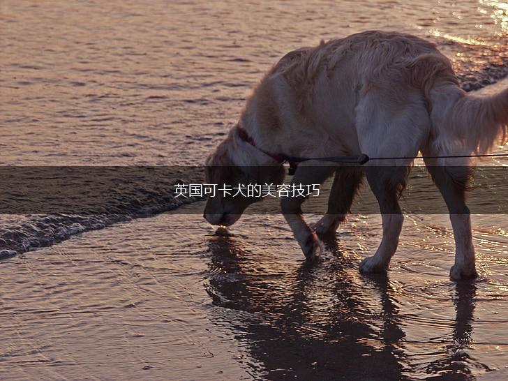 英国可卡犬的美容技巧,第1张