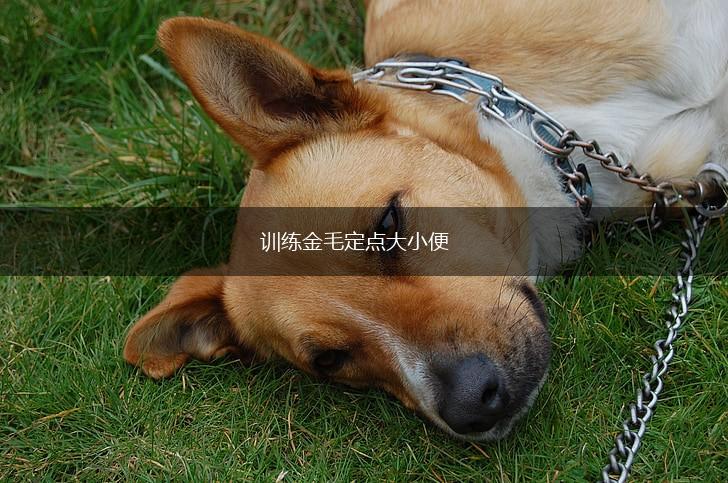 训练金毛定点大小便,第1张
