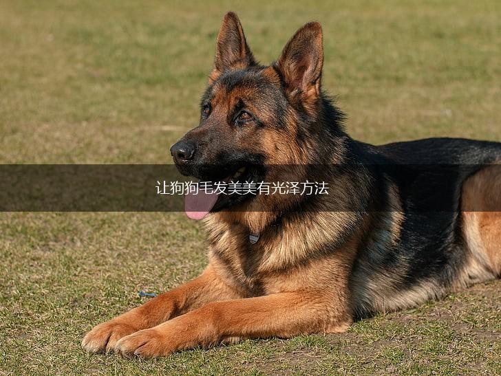 让狗狗毛发美美有光泽方法,第1张