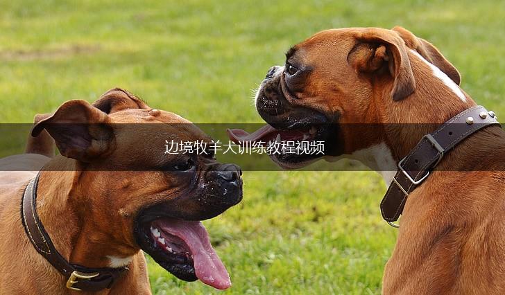 边境牧羊犬训练教程视频,第1张