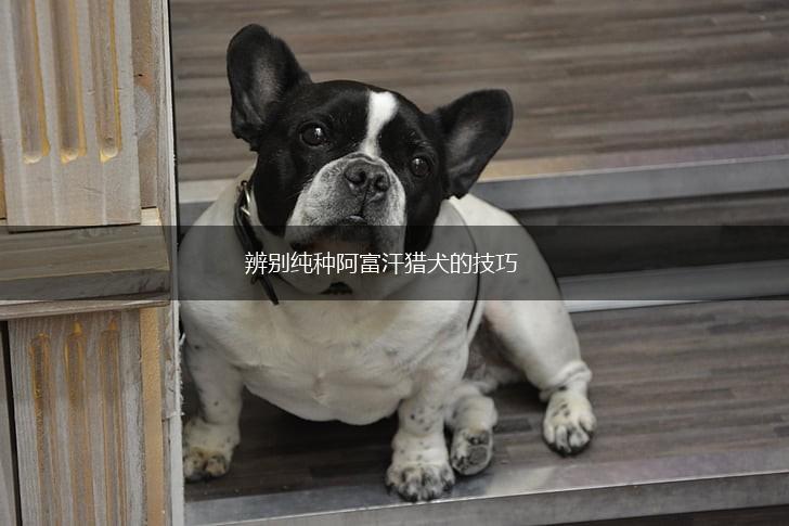 辨别纯种阿富汗猎犬的技巧,第1张