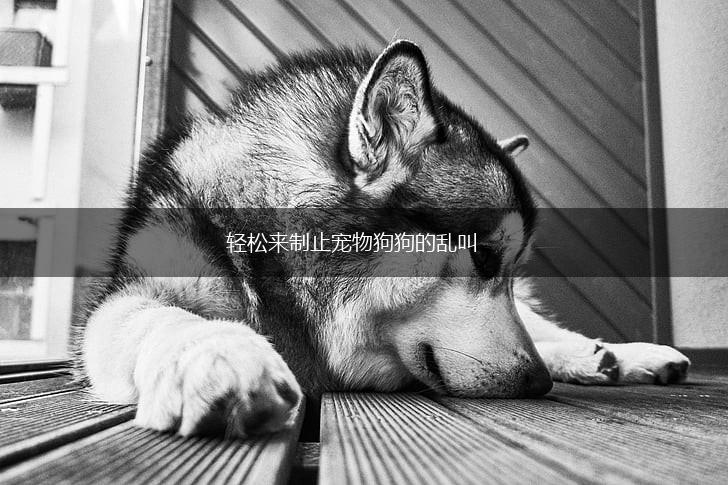 轻松来制止宠物狗狗的乱叫,第1张